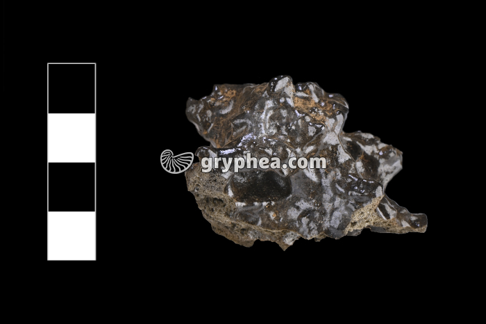 Tephra (Islande, émission de Mai 2021) - gryphea.com